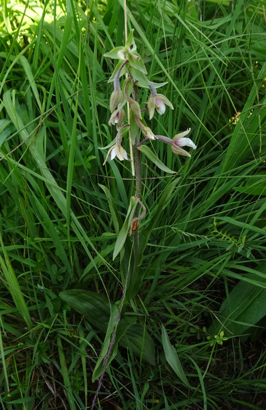 Epipactis palustris